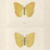 Callidryas Agarithe.