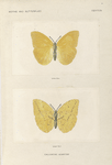 Callidryas Agarithe.