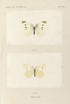 Pieris Rapae.