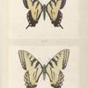 Papilio Turnus.