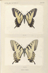 Papilio Turnus.