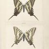 Papilio Ajax.