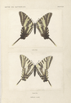 Papilio Ajax.