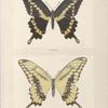 Papilio Cresphontes.