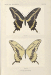 Papilio Cresphontes.