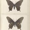 Papilio Philenor.