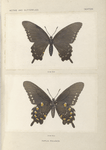 Papilio Philenor.