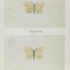 Angerona crocataria (upper side; under side).