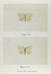 Angerona crocataria (upper side; under side).