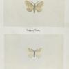 Eclopia fervidaria (upper side; under side).