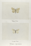 Eclopia fervidaria (upper side; under side).
