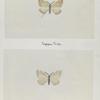 Petiphora popilata (upper side; under side).