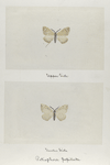 Petiphora popilata (upper side; under side).