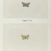 Fidonia truncataria (upper side; under side).
