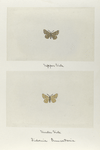 Fidonia truncataria (upper side; under side).