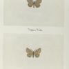 Ematurga foxonii (upper side; under side).