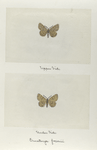Ematurga foxonii (upper side; under side).
