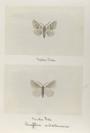 Paraphia subatomaria (upper side; under side).