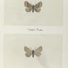 Agelina huberata (upper side; under side).