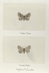 Agelina huberata (upper side; under side).