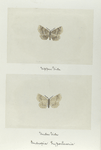 Endropia hypochraria (upper side; under side).