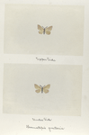 Haematopis grataria (upper side; under side).