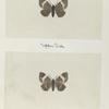 Rheumaptera hestata (upper side; under side).