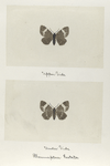 Rheumaptera hestata (upper side; under side).