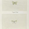 Anaplodes iridaria (upper side; under side).