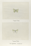 Anaplodes iridaria (upper side; under side).