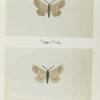 Endropia effectaria (upper side; under side).