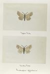 Endropia effectaria (upper side; under side).