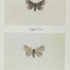Gale horrida (upper side; under side).