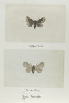 Gale horrida (upper side; under side).