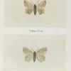 Entrapela transversata (upper side; under side).