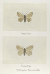 Entrapela transversata (upper side; under side).