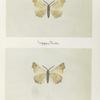 Engonia alniaria (upper side; under side).