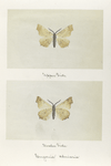 Engonia alniaria (upper side; under side).