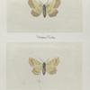 Endropia serrataria (upper side; under side).
