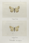 Endropia serrataria (upper side; under side).