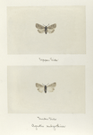 Agrotis sulgothica (upper side; under side).