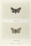 Upsia undularis (upper side; under side).