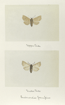 Encirroedia pampino (upper side; under side).