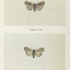 Agrotis bicamea (upper side; under side).