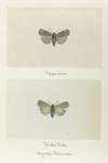 Agrotis bicamea (upper side; under side).