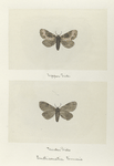 Enthisonatia timais (upper side; under side).