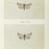 Scoliopteryx libatrix (upper side; under side).