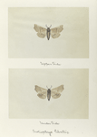 Scoliopteryx libatrix (upper side; under side).