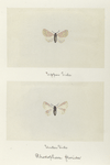Rhodophora florida (upper side; under side).