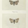 Pyrophila pyramidoides (upper side; under side).